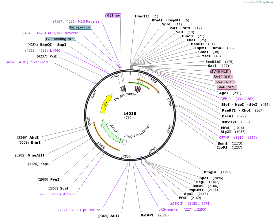 1614-plasmid-map-sequence-id-224