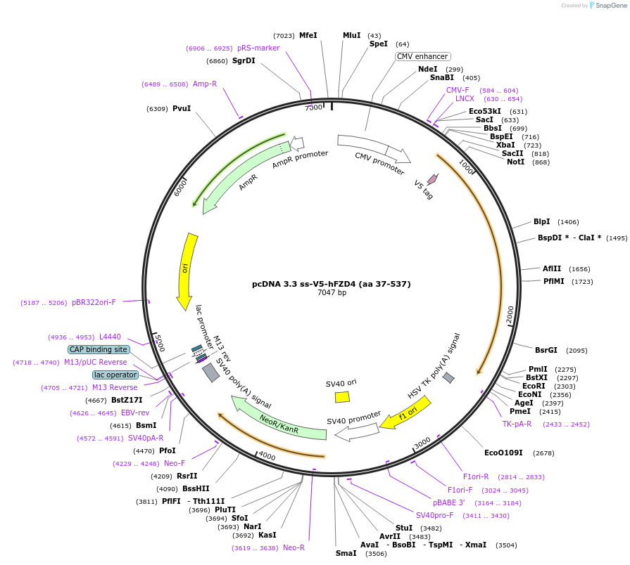 115787-plasmid-map-sequence-id-224002