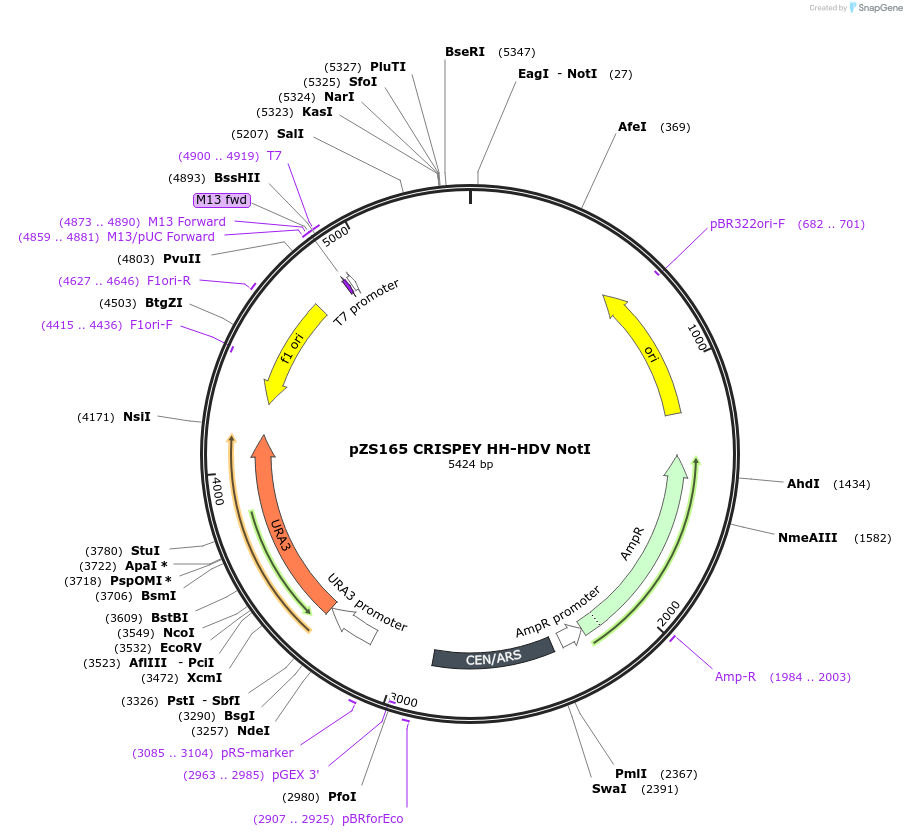 114451-plasmid-map-sequence-id-224003