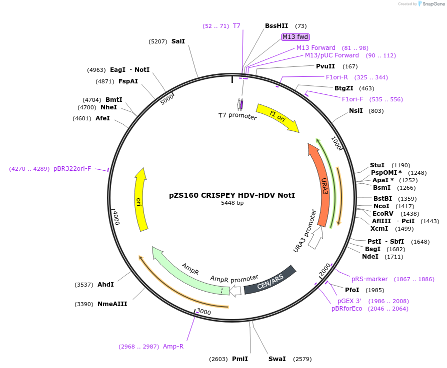 114453-plasmid-map-sequence-id-224006