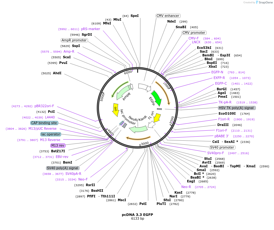 115786-plasmid-map-sequence-id-224007