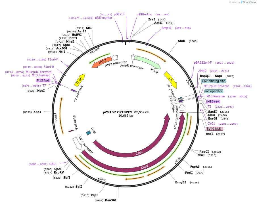114454-plasmid-map-sequence-id-224014
