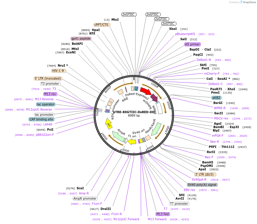 115798-plasmid-map-sequence-id-224021