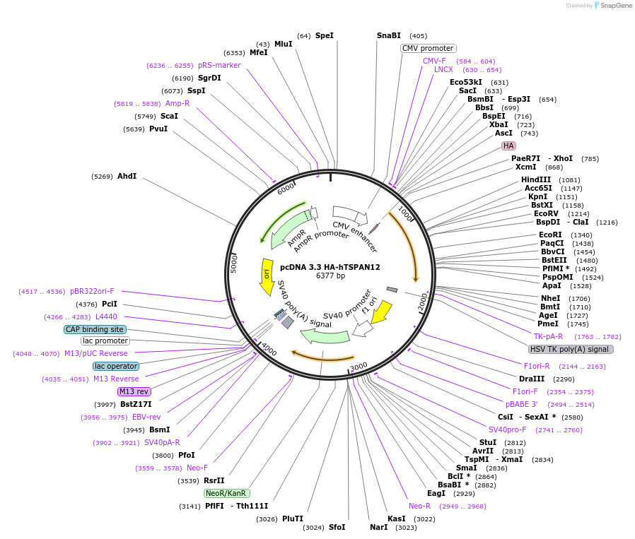 115784-plasmid-map-sequence-id-224023