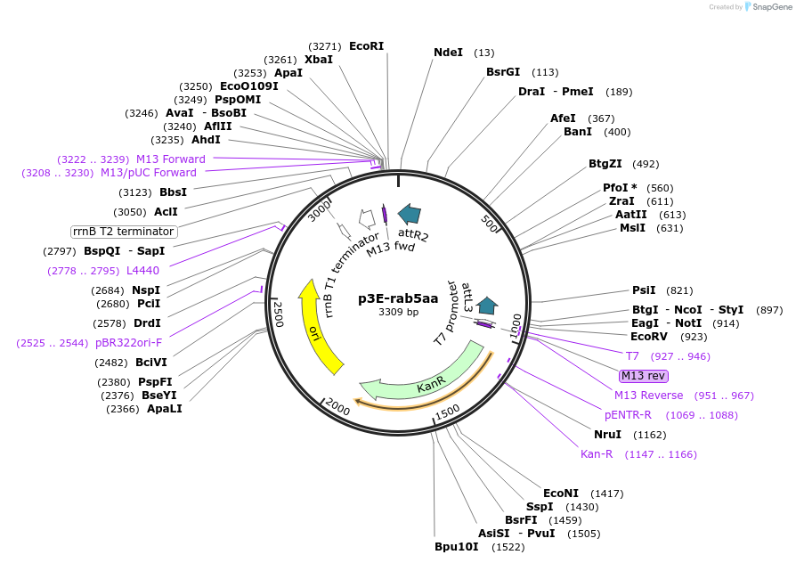 109716-plasmid-map-sequence-id-224025