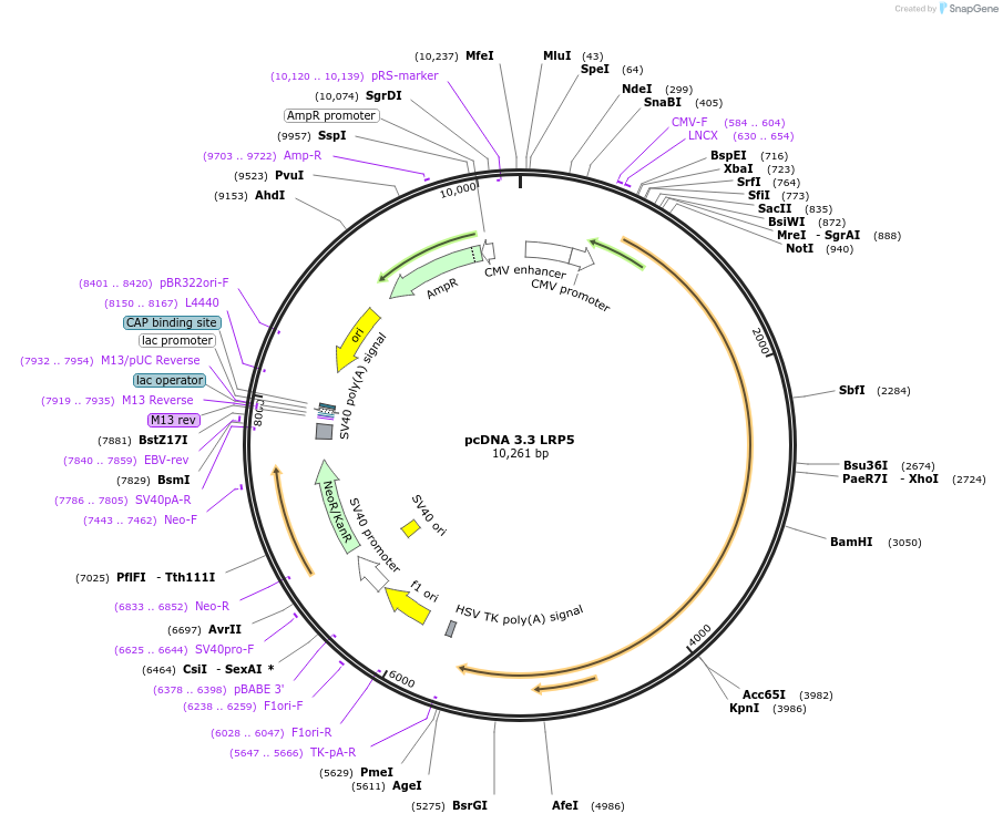 115907-plasmid-map-sequence-id-224026