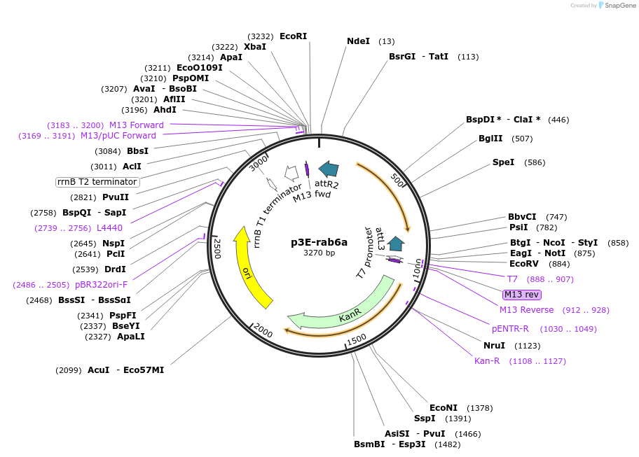 109720-plasmid-map-sequence-id-224033