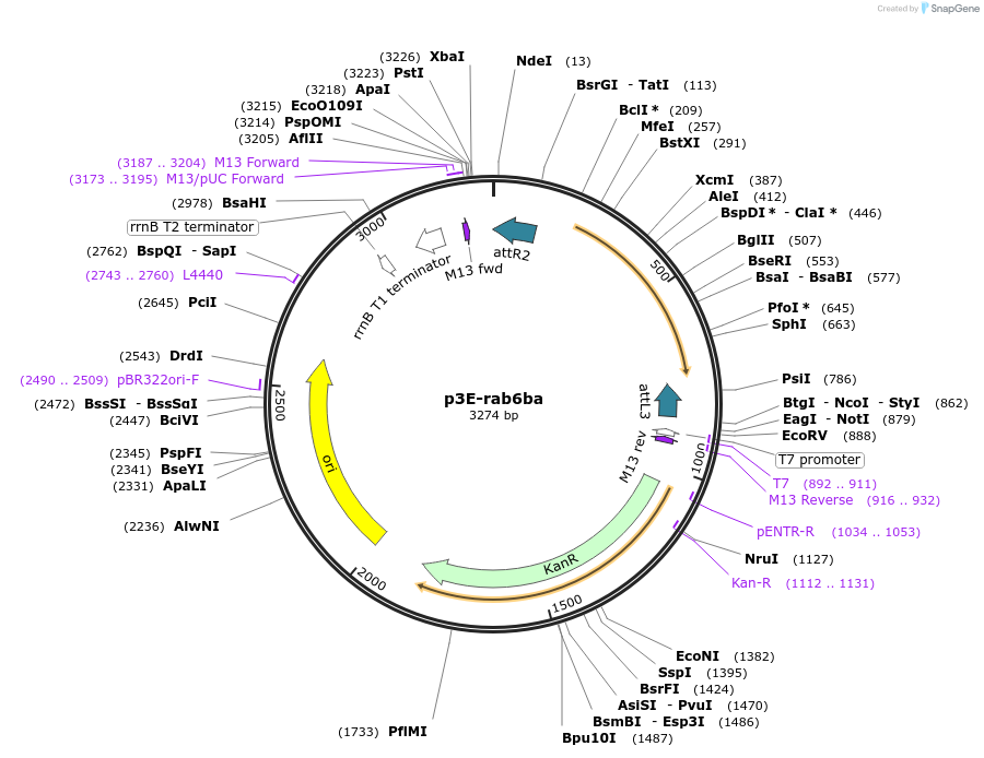 109721-plasmid-map-sequence-id-224036