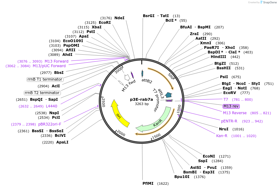 109723-plasmid-map-sequence-id-224038