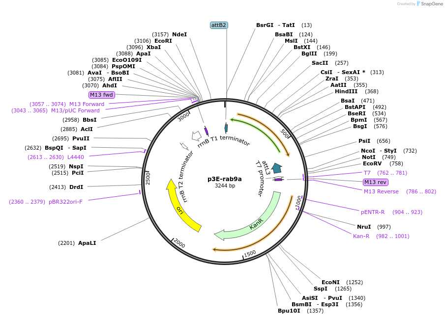109727-plasmid-map-sequence-id-224046