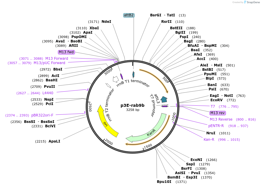 109728-plasmid-map-sequence-id-224047