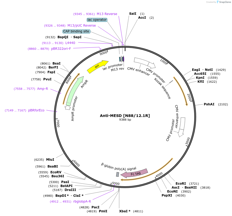 114539-plasmid-map-sequence-id-224087
