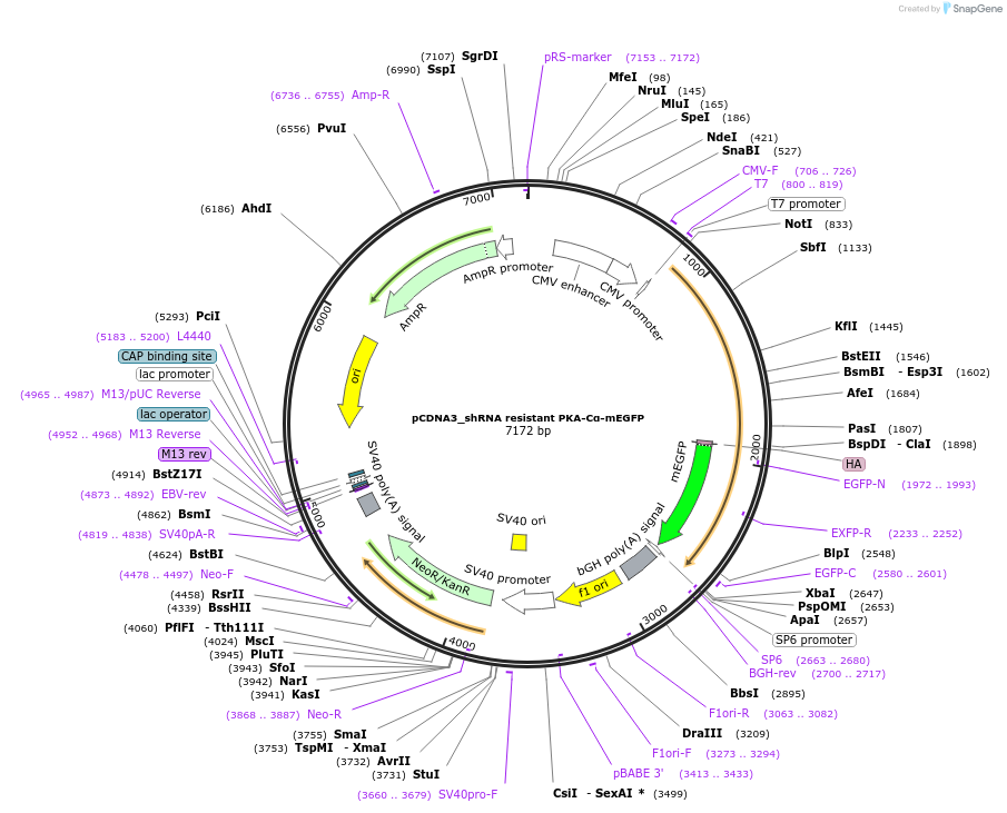 114143-plasmid-map-sequence-id-224089