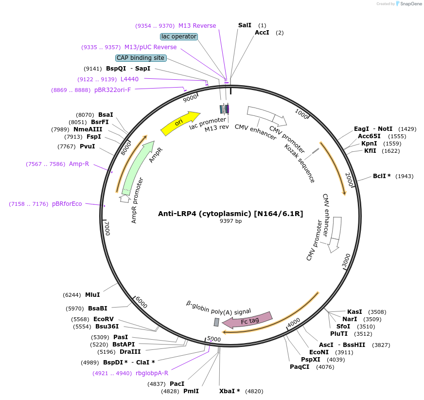 114542-plasmid-map-sequence-id-224090