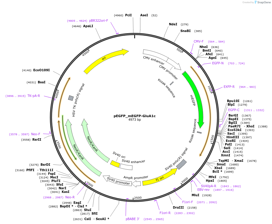 114136-plasmid-map-sequence-id-224091