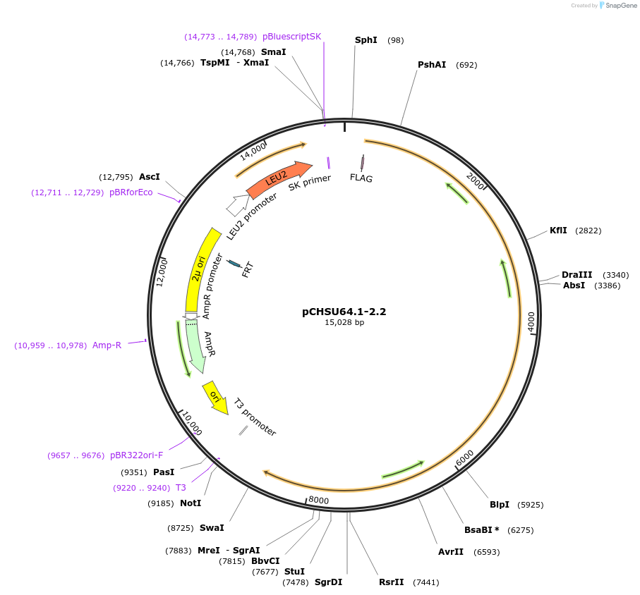 115542-plasmid-map-sequence-id-224103