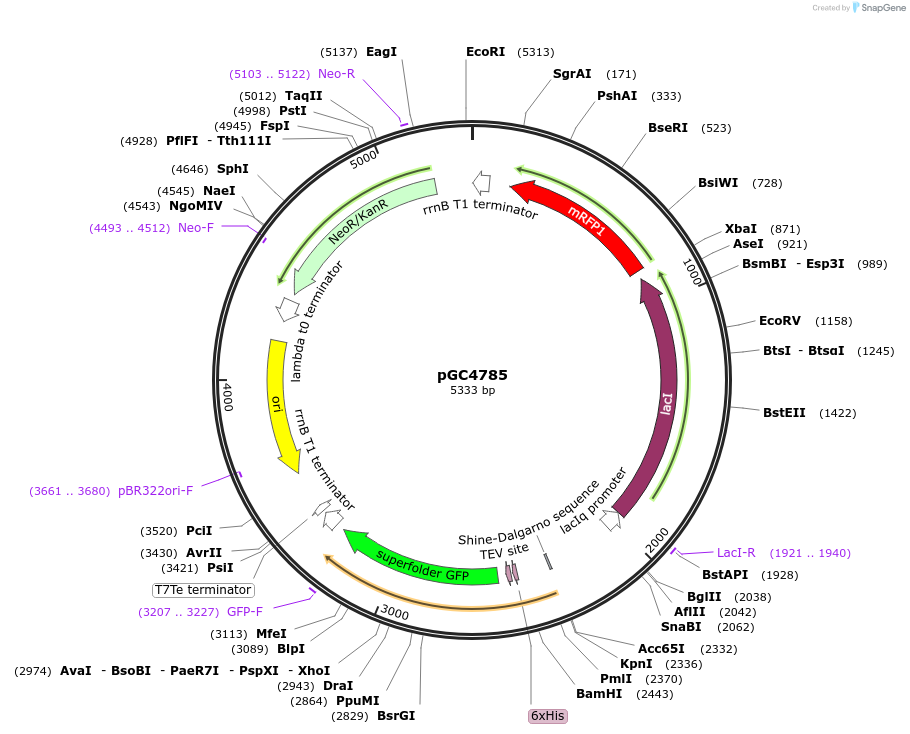 113409-plasmid-map-sequence-id-224110