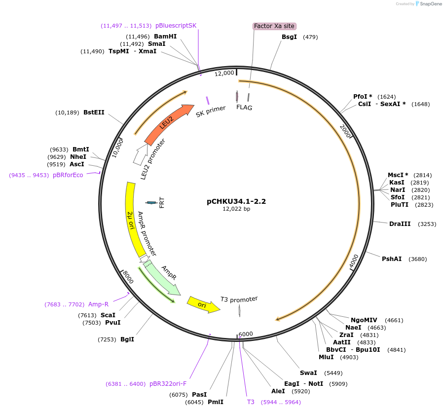 115534-plasmid-map-sequence-id-224111