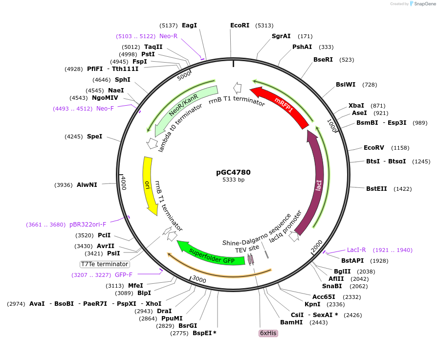 113408-plasmid-map-sequence-id-224113
