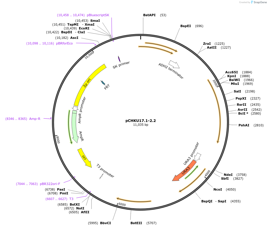 115530-plasmid-map-sequence-id-224115