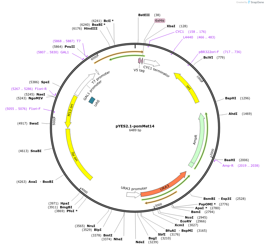 107451-plasmid-map-sequence-id-224157