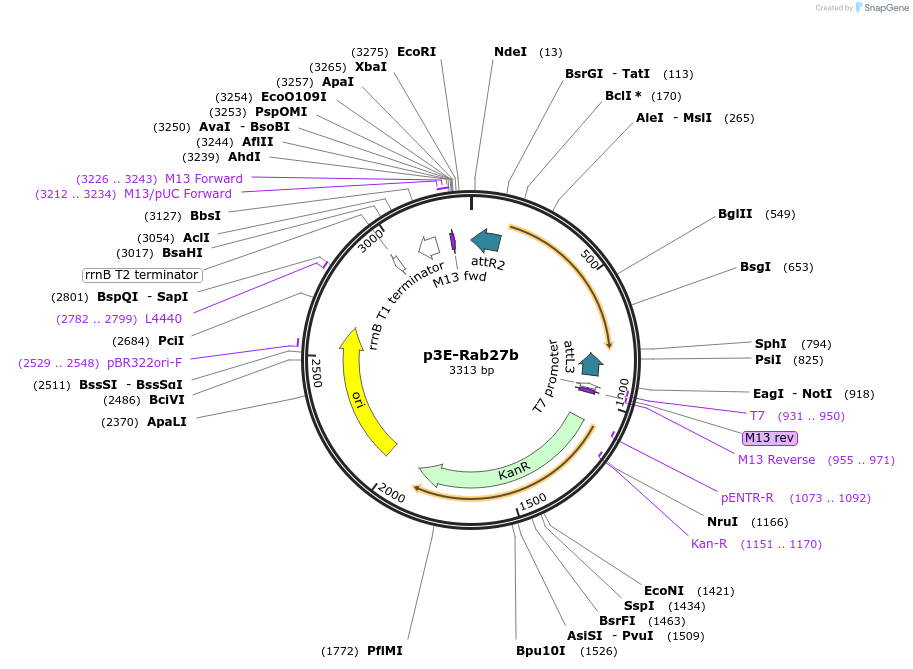 109754-plasmid-map-sequence-id-224167