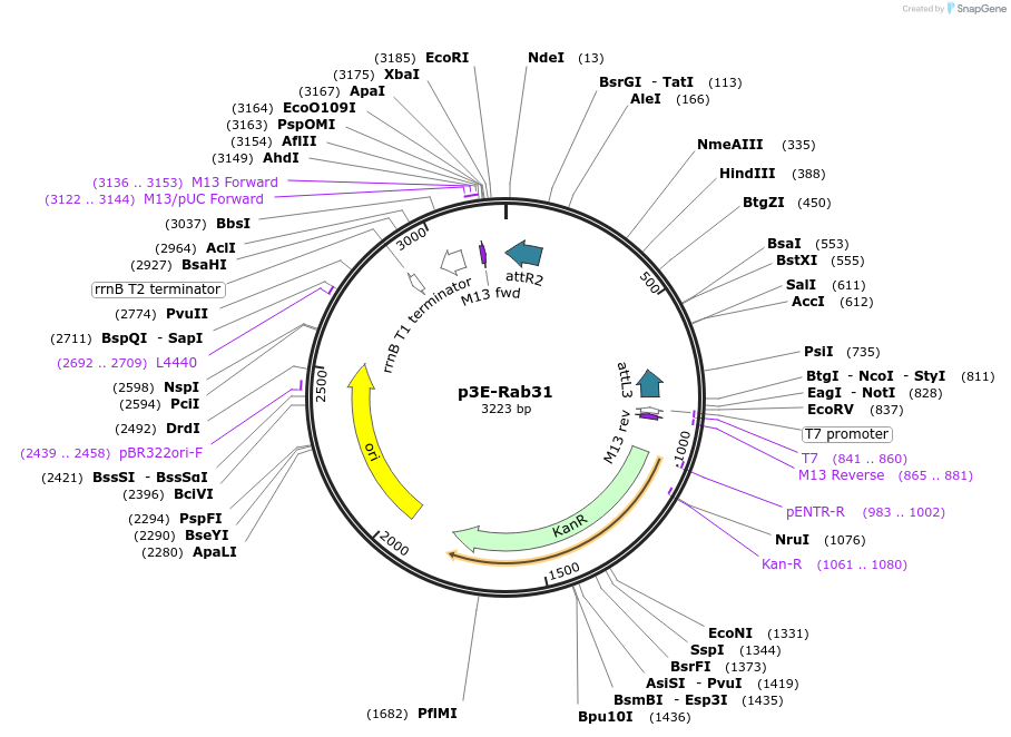 109755-plasmid-map-sequence-id-224168