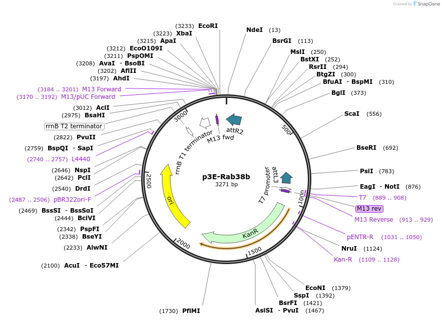 109757-plasmid-map-sequence-id-224173