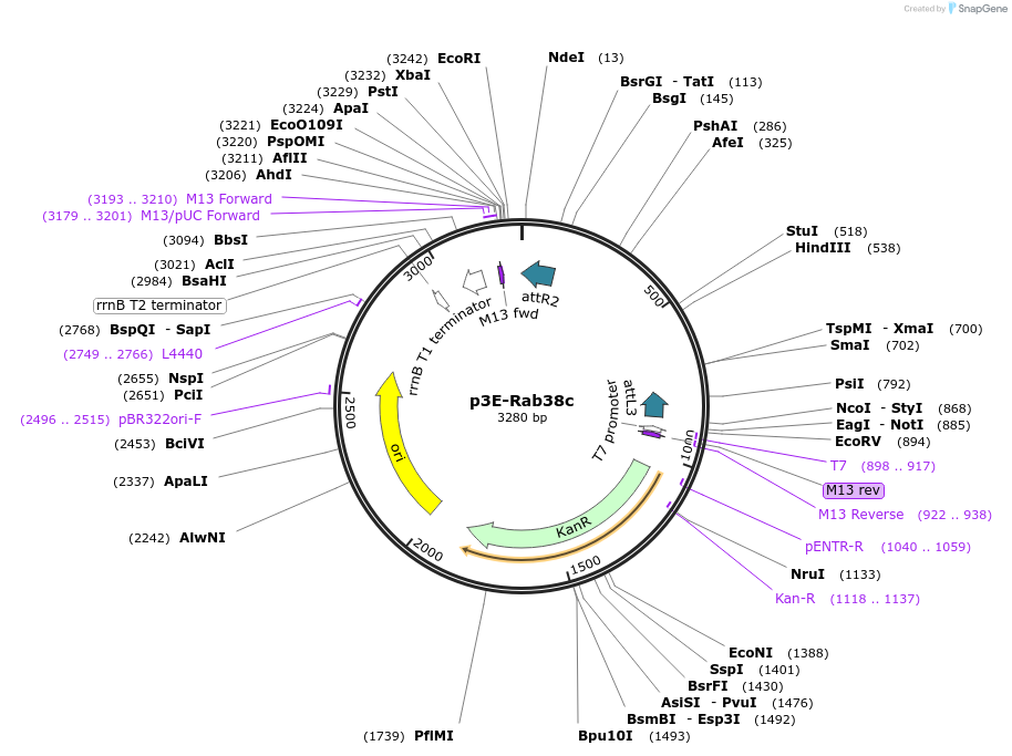 109758-plasmid-map-sequence-id-224174
