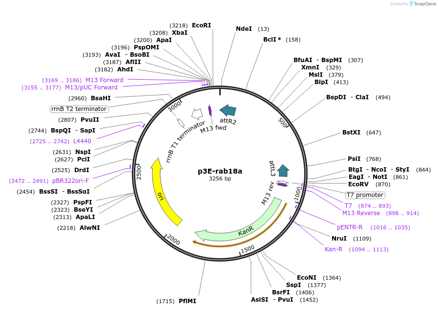 109671-plasmid-map-sequence-id-224181