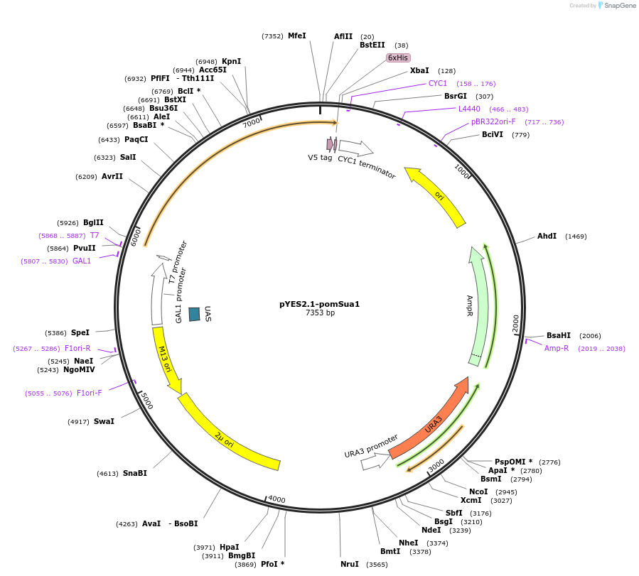 107446-plasmid-map-sequence-id-224186