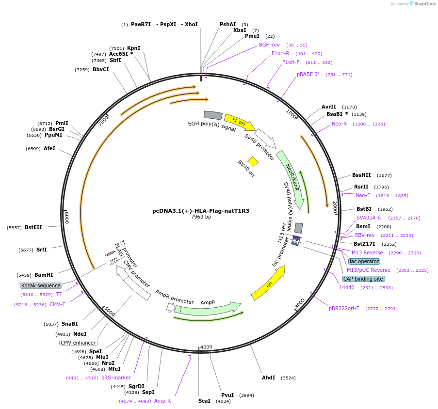 113950-plasmid-map-sequence-id-224188