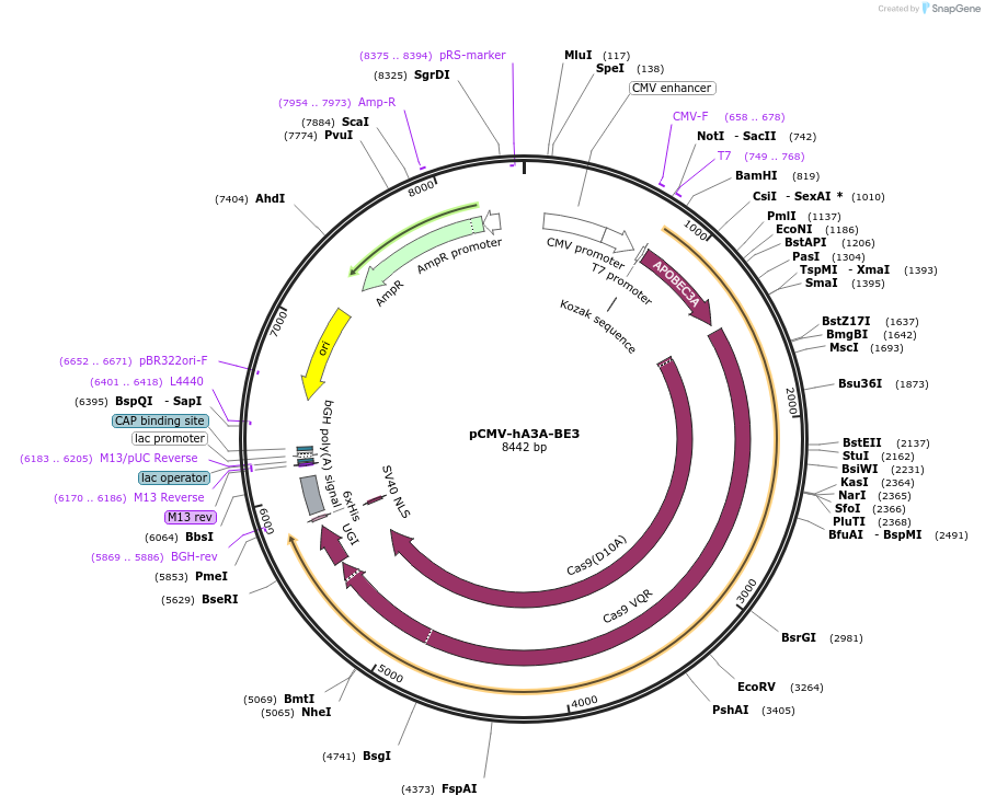 113410-plasmid-map-sequence-id-224189