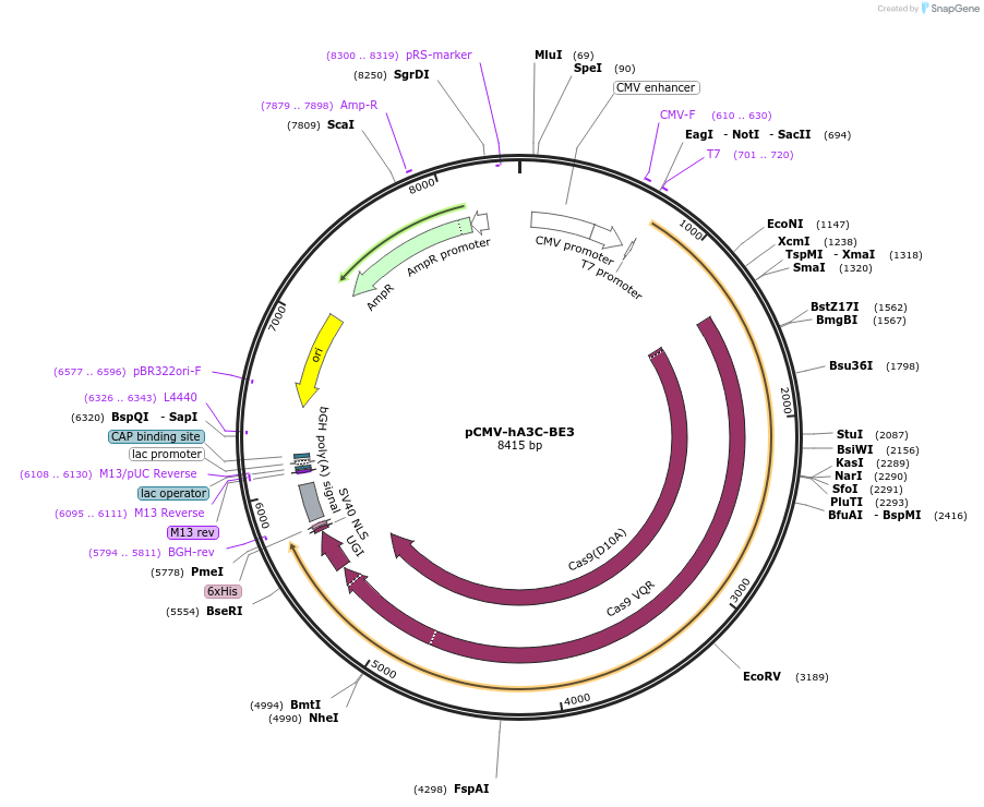 113412-plasmid-map-sequence-id-224192