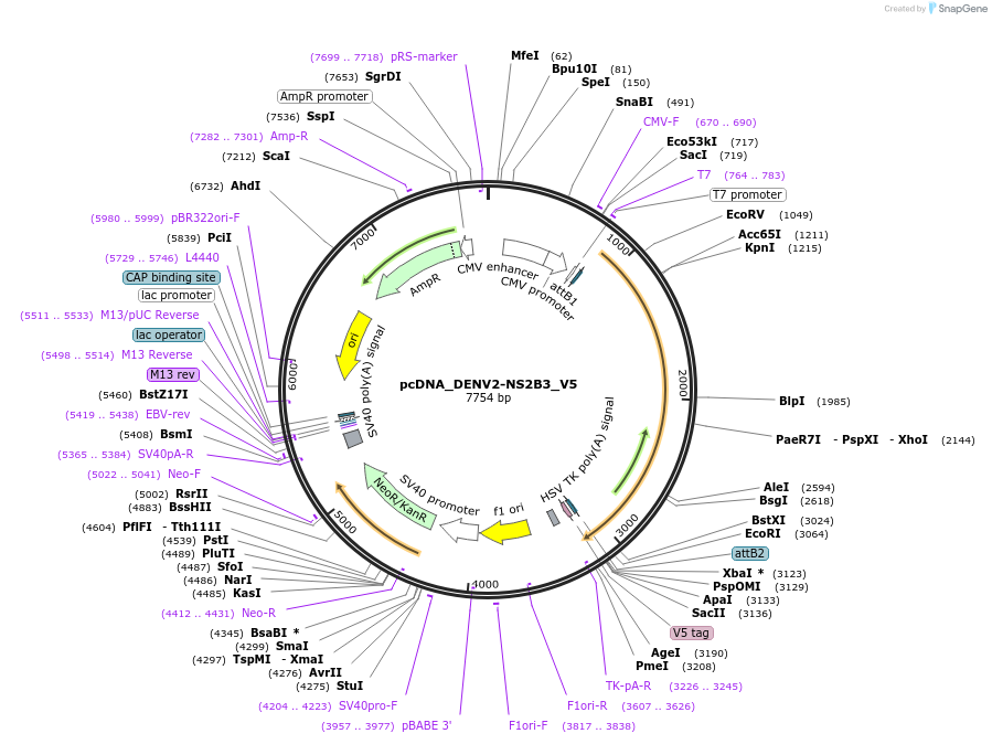 115906-plasmid-map-sequence-id-224195