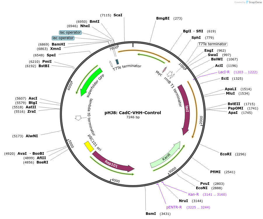 108243-plasmid-map-sequence-id-224198