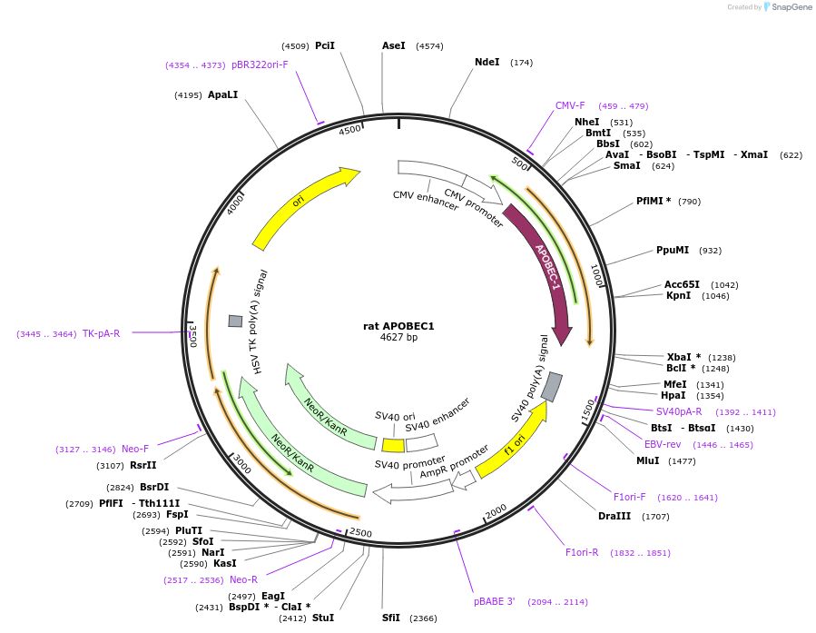 112858-plasmid-map-sequence-id-224200