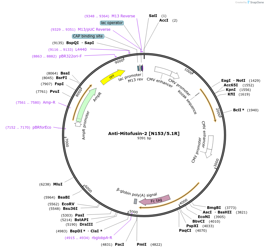 114547-plasmid-map-sequence-id-224204