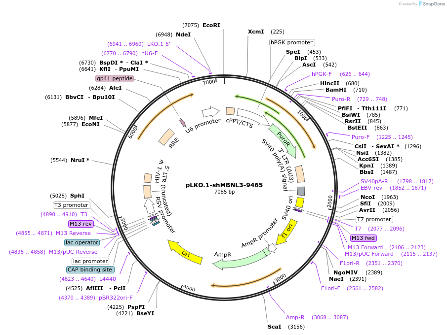115464-plasmid-map-sequence-id-224206