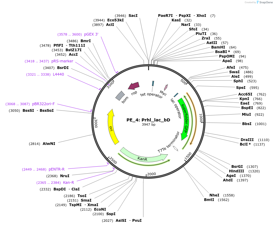 113603-plasmid-map-sequence-id-224207