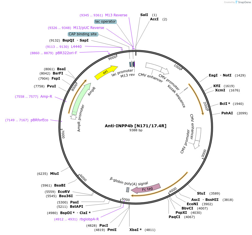114551-plasmid-map-sequence-id-224209