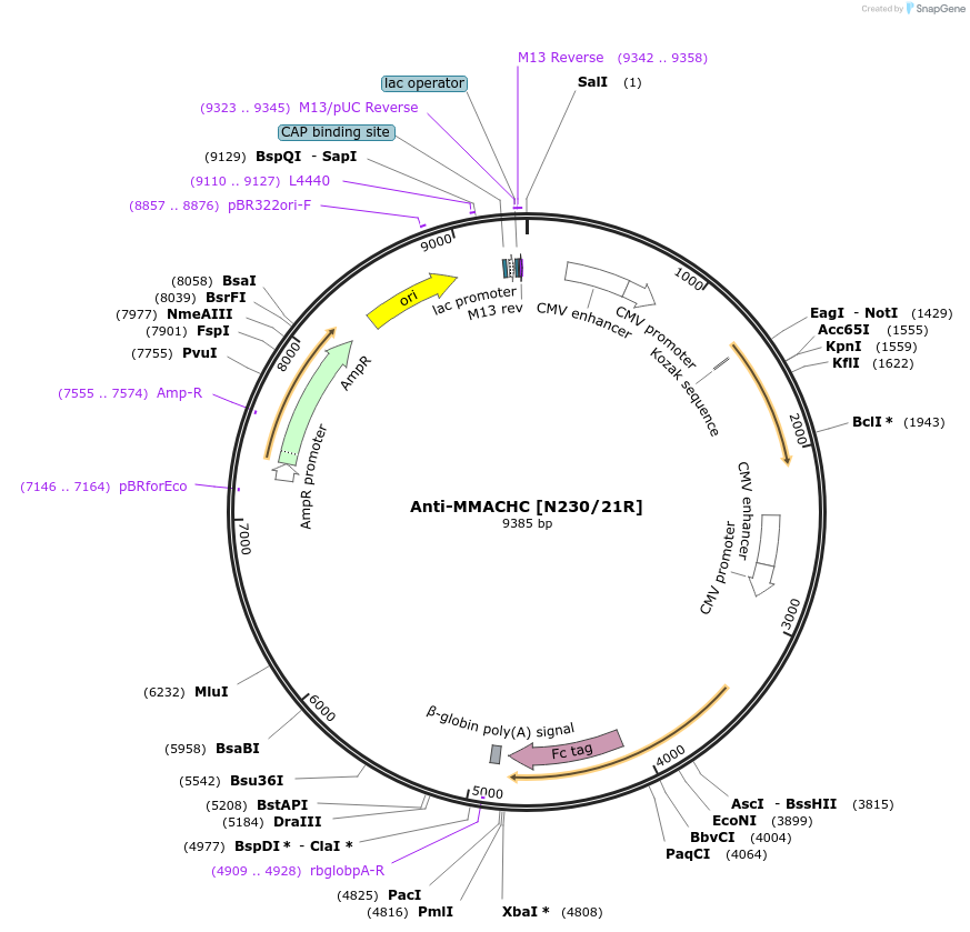 114555-plasmid-map-sequence-id-224214