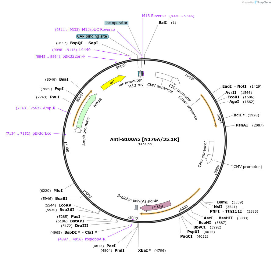 114560-plasmid-map-sequence-id-224215