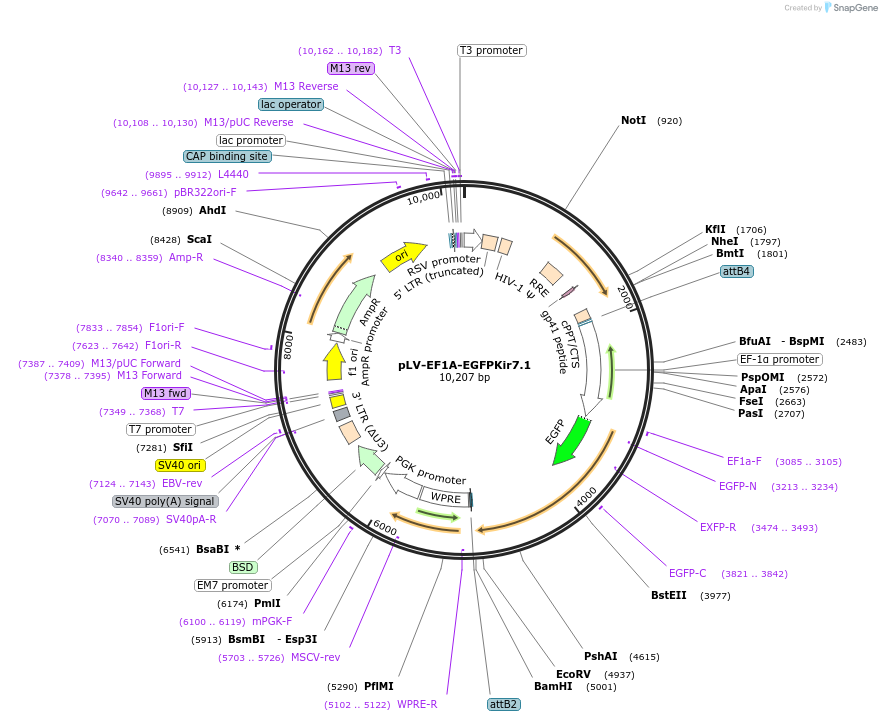 107181-plasmid-map-sequence-id-224217