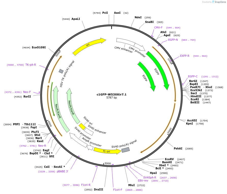 107183-plasmid-map-sequence-id-224220