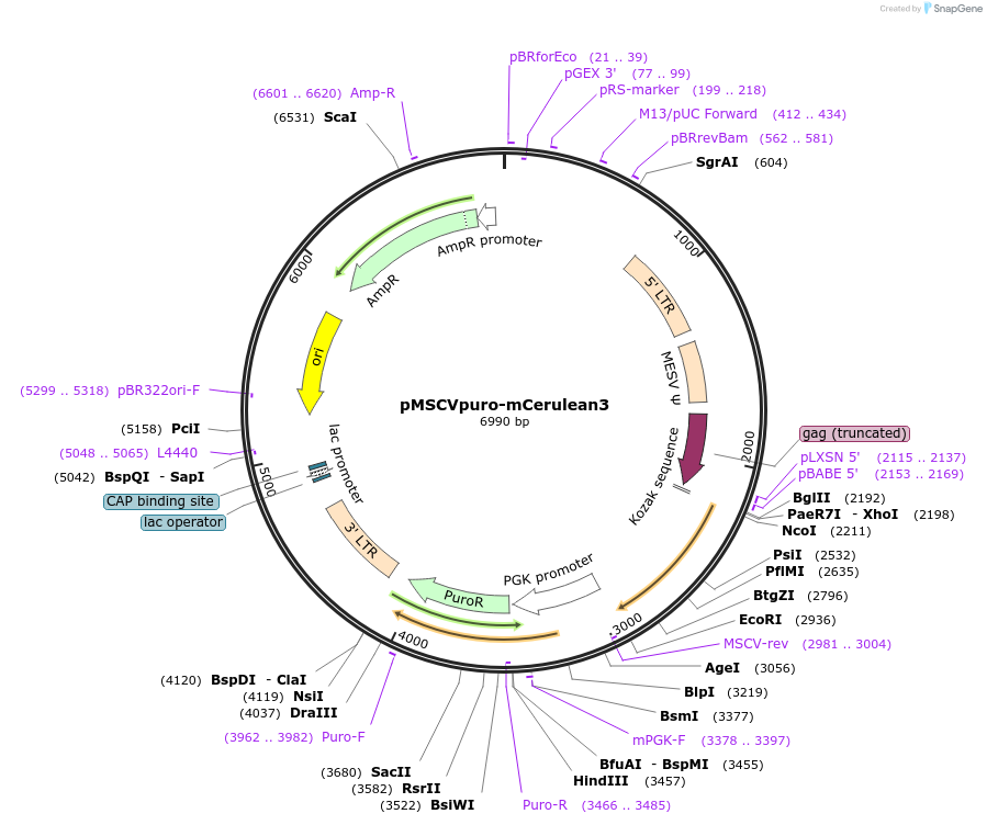 96936-plasmid-map-sequence-id-224224