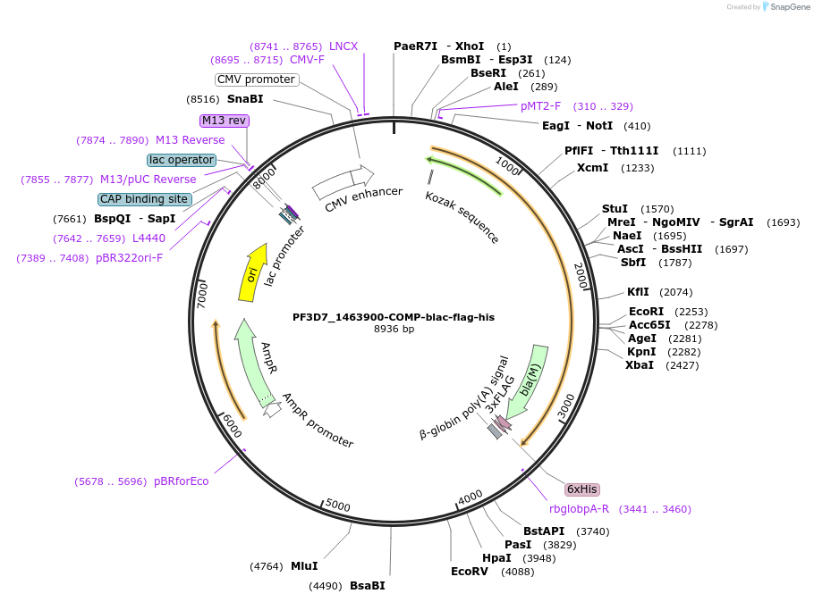 110965-plasmid-map-sequence-id-224233