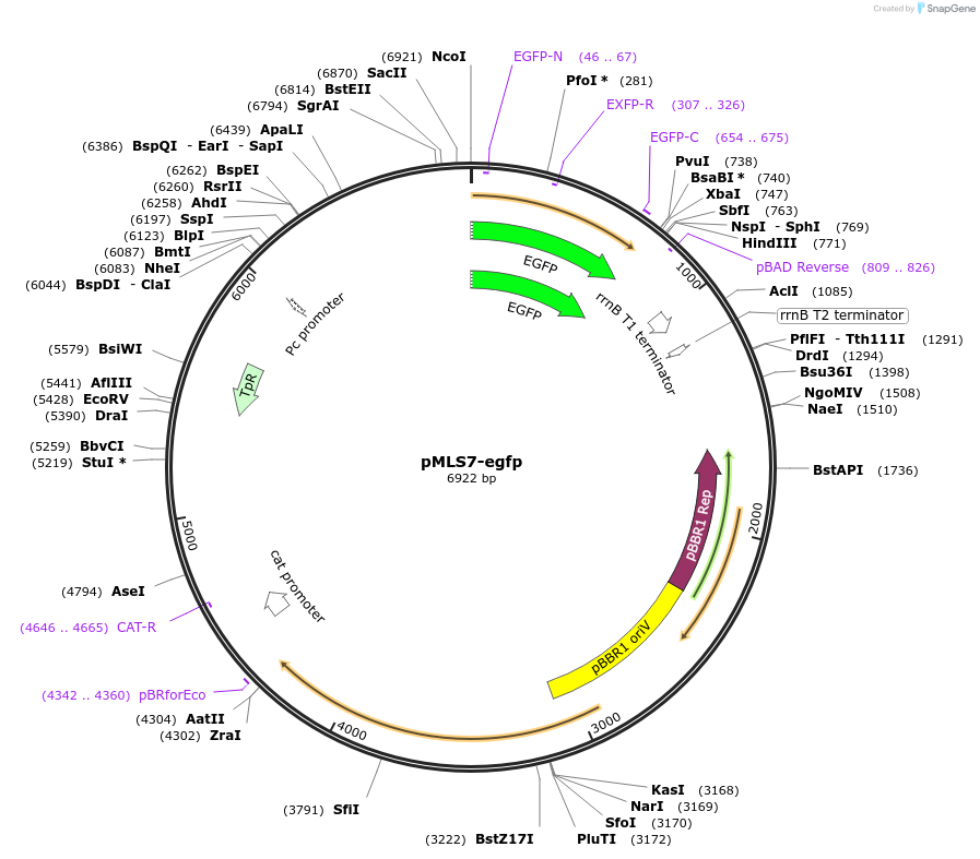 112917-plasmid-map-sequence-id-224237