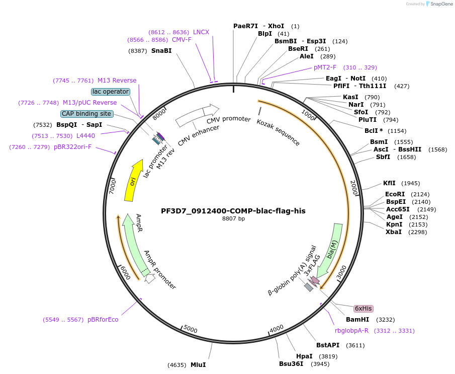 110966-plasmid-map-sequence-id-224238
