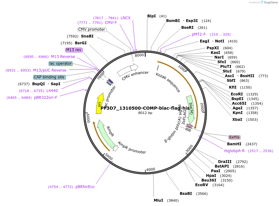 110967-plasmid-map-sequence-id-224243